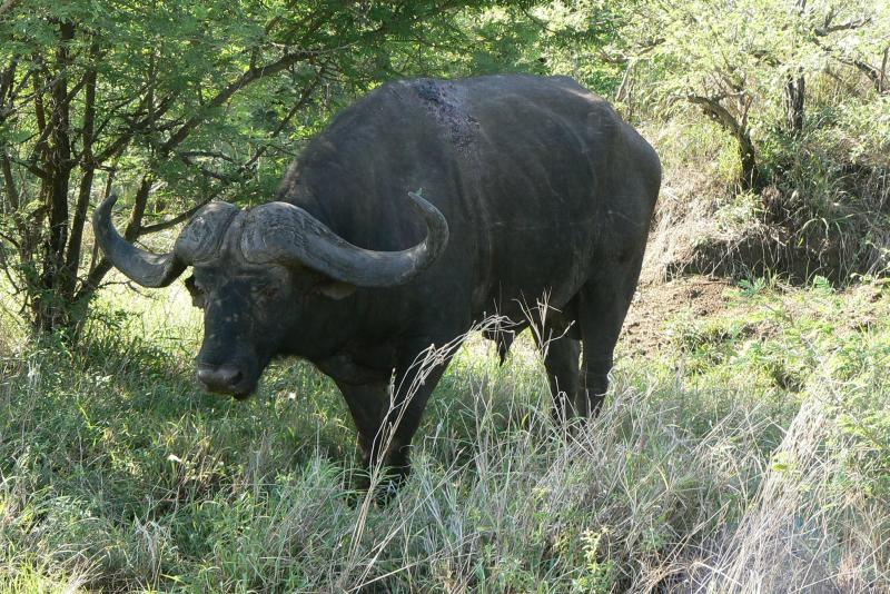 18 REGIONE DEL MPUMALANGA Parco Kruger